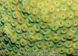 Beautiful Brain Coral in Grand Cayman by Melanie Daneluk 